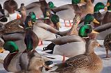 Duck Convention_13814